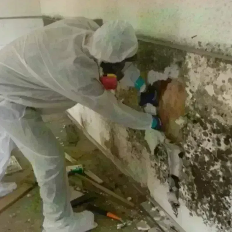 Mold Remediation and Removal in Volga, SD